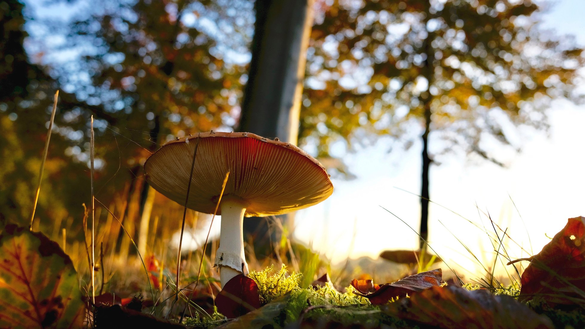 setas, hongos u kits de cultivo para setas. Mushroomers.