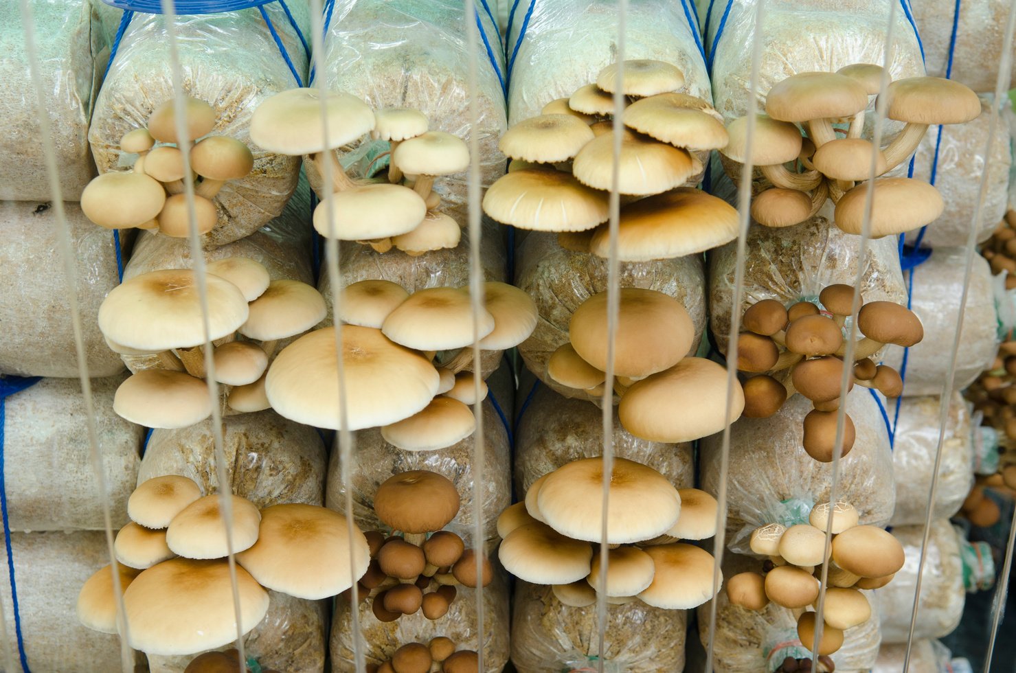 Mushroom Cultivation Farms.