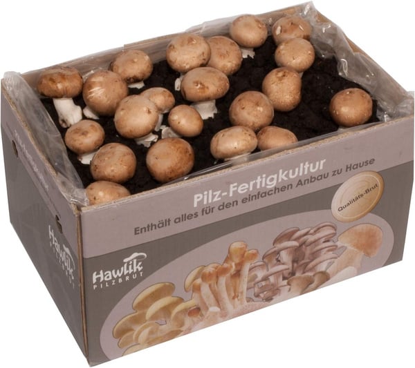 Hawlik Pilzbrut - Gran juego de Champiñones XXL I kit cultivo setas champiñón